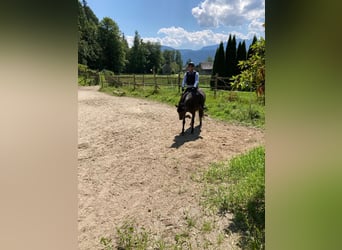 Knabstrup, Jument, 9 Ans, 152 cm, Noir