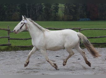 Knabstrup, Jument, 9 Ans, 155 cm, Blanc