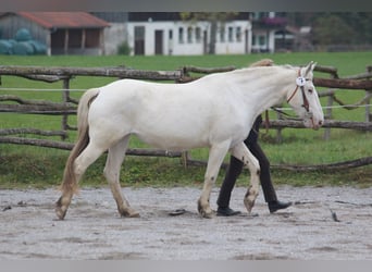 Knabstrup, Jument, 9 Ans, 155 cm, Blanc