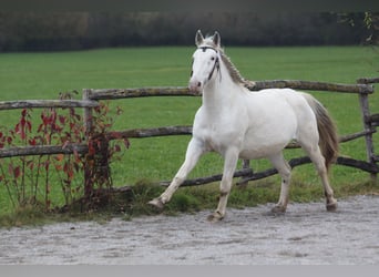 Knabstrup, Jument, 9 Ans, 155 cm, Blanc