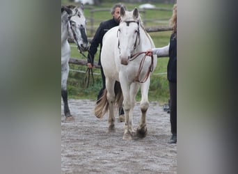 Knabstrup, Jument, 9 Ans, 155 cm, Blanc