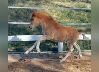 Knabstrup, Jument, Poulain (02/2026), 140 cm, Alezan