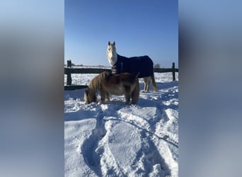 Knabstrup, Klacz, 12 lat, 158 cm, Siwa jabłkowita