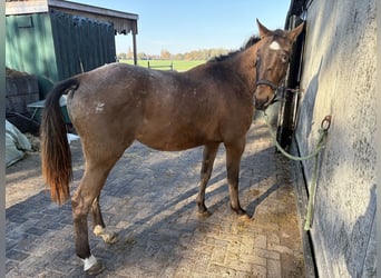 Knabstrup, Klacz, 13 lat, 149 cm, Tarantowata