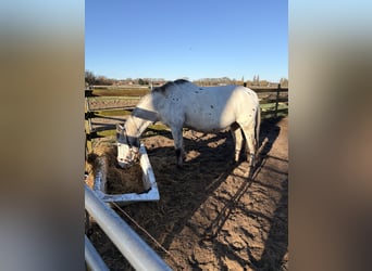 Knabstrup, Klacz, 13 lat, 149 cm, Tarantowata