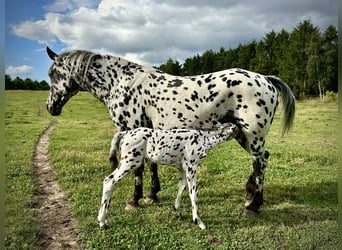 Knabstrup, Klacz, 15 lat, 158 cm, Tarantowata