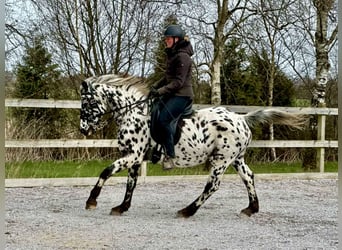 Knabstrup, Klacz, 15 lat, 159 cm, Tarantowata