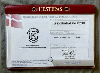 Knabstrup, Klacz, 15 lat, 160 cm, Tarantowata