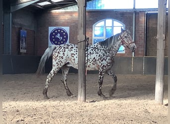 Knabstrup, Klacz, 16 lat, 156 cm, Tarantowata