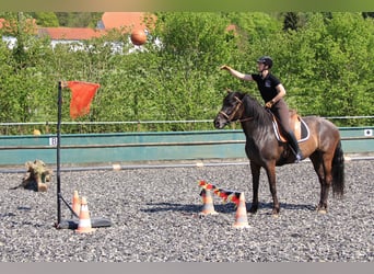 Knabstrup Mix, Klacz, 16 lat, 163 cm, Skarogniada