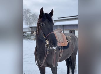 Knabstrup Mix, Klacz, 16 lat, 163 cm, Skarogniada