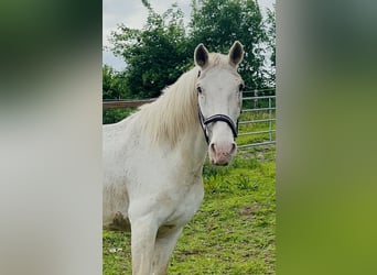 Knabstrup, Klacz, 21 lat, 158 cm, Biała