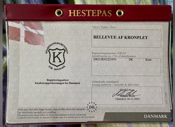 Knabstrup, Klacz, 3 lat, 148 cm, Tarantowata