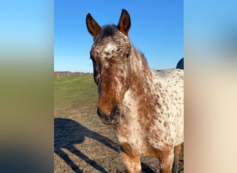 Knabstrup, Klacz, 3 lat, 154 cm, Tarantowata