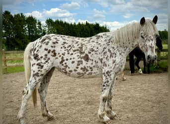 Knabstrup, Klacz, 4 lat, 146 cm, Tarantowata