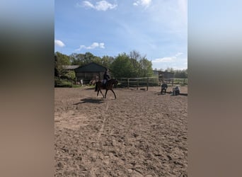 Knabstrup, Klacz, 4 lat, 147 cm, Gniada