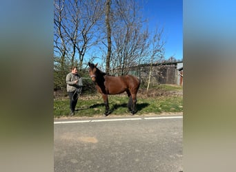 Knabstrup, Klacz, 4 lat, 147 cm, Gniada