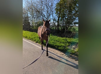 Knabstrup, Klacz, 4 lat, 147 cm, Gniada