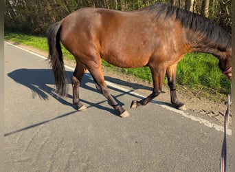 Knabstrup, Klacz, 4 lat, 147 cm, Gniada