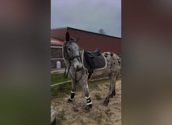 Knabstrup, Klacz, 4 lat, 150 cm