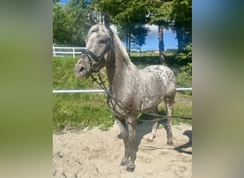 Knabstrup, Klacz, 4 lat, 156 cm, Tarantowata