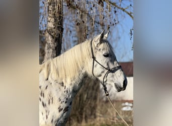 Knabstrup, Klacz, 5 lat, 156 cm, Tarantowata