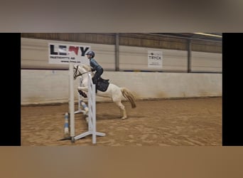 Knabstrup, Klacz, 6 lat, 130 cm, Biała