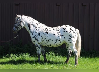 Knabstrup, Klacz, 9 lat, 125 cm, Tarantowata