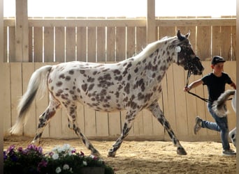 Knabstrup, Klacz, 9 lat, 145 cm, Tarantowata