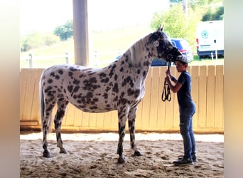Knabstrup, Klacz, 9 lat, 145 cm, Tarantowata