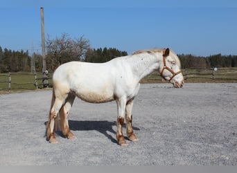 Knabstrup, Klacz, 9 lat, 150 cm, Biała