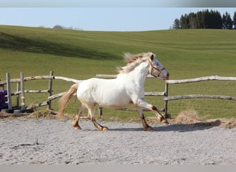 Knabstrup, Klacz, 9 lat, 150 cm, Biała