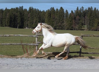 Knabstrup, Klacz, 9 lat, 150 cm, Biała