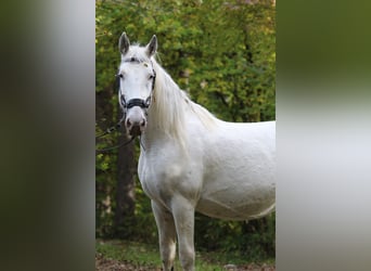 Knabstrup, Klacz, 9 lat, 150 cm, Biała