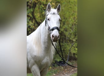 Knabstrup, Klacz, 9 lat, 150 cm, Biała