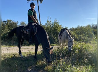 Knabstrup, Klacz, 9 lat, 152 cm, Kara