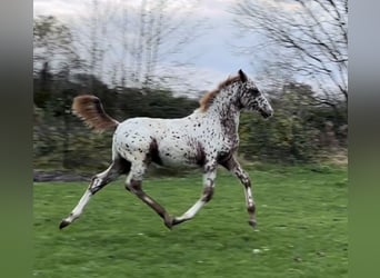 Knabstrup, Mare, 10 years, 15.2 hh, Chestnut-Red