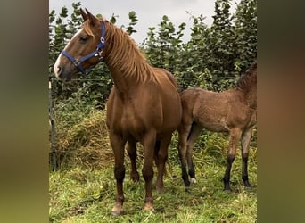 Knabstrup, Mare, 10 years, 15.2 hh, Chestnut-Red
