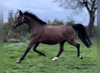 Knabstrup, Mare, 10 years, 15.2 hh, Chestnut-Red