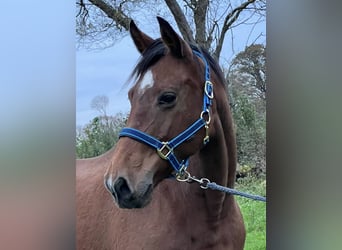 Knabstrup, Mare, 10 years, 15.2 hh, Chestnut-Red