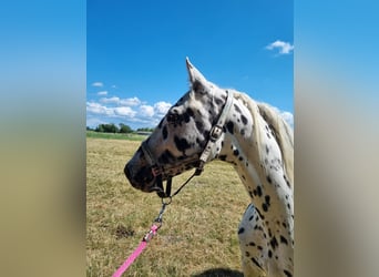 Knabstrup, Mare, 10 years, 15.2 hh, Leopard-Piebald