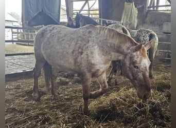 Knabstrup, Mare, 11 years, Leopard-Piebald