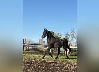 Knabstrup Mix, Mare, 12 years, 15,2 hh, Leopard-Piebald