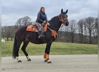 Knabstrup, Mare, 12 years, 16 hh, Brown