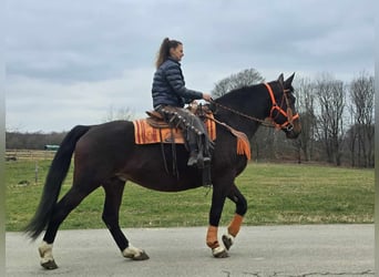 Knabstrup, Mare, 12 years, 16 hh, Brown