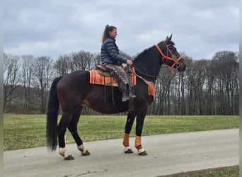 Knabstrup, Mare, 12 years, 16 hh, Brown