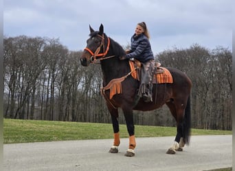 Knabstrup, Mare, 12 years, 16 hh, Brown