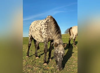Knabstrup, Mare, 13 years, 14.3 hh, Leopard-Piebald