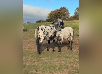 Knabstrup, Mare, 13 years, 14.3 hh, Leopard-Piebald
