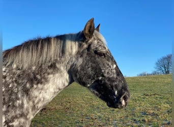 Knabstrup, Mare, 13 years, 14.3 hh, Leopard-Piebald